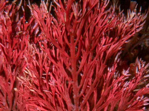 red algae plant